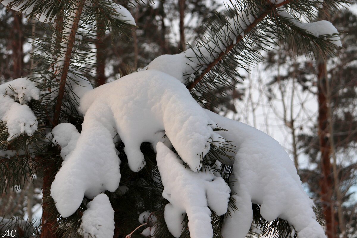 Лесной зверёк снега - Любовь Сахарова