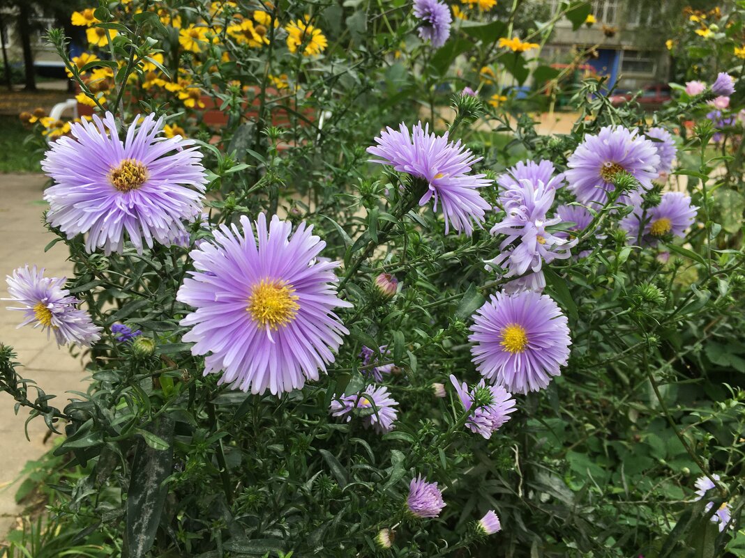 ***цветы осени*** - Olga Oskolkova