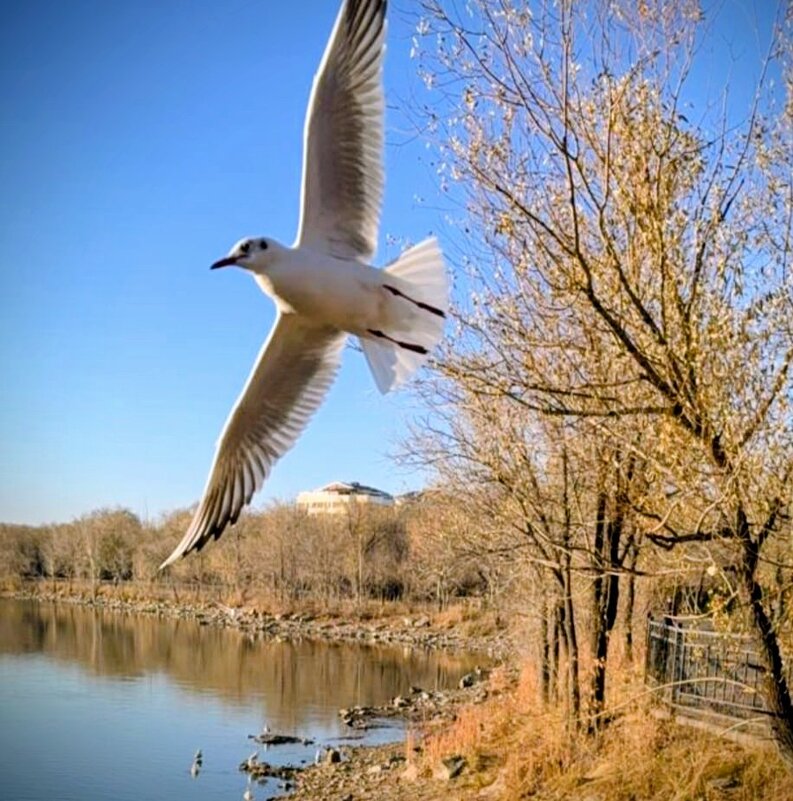 Кружила чайка... - Георгиевич 