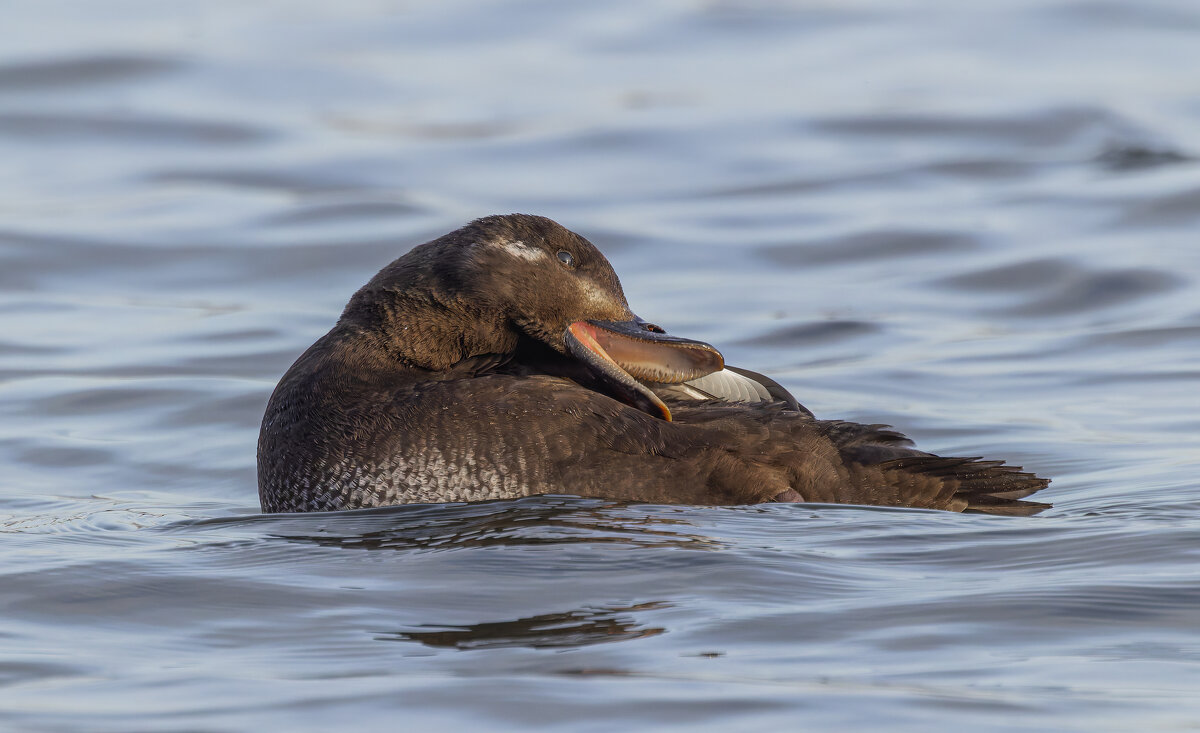 турпан. - юрий макаров