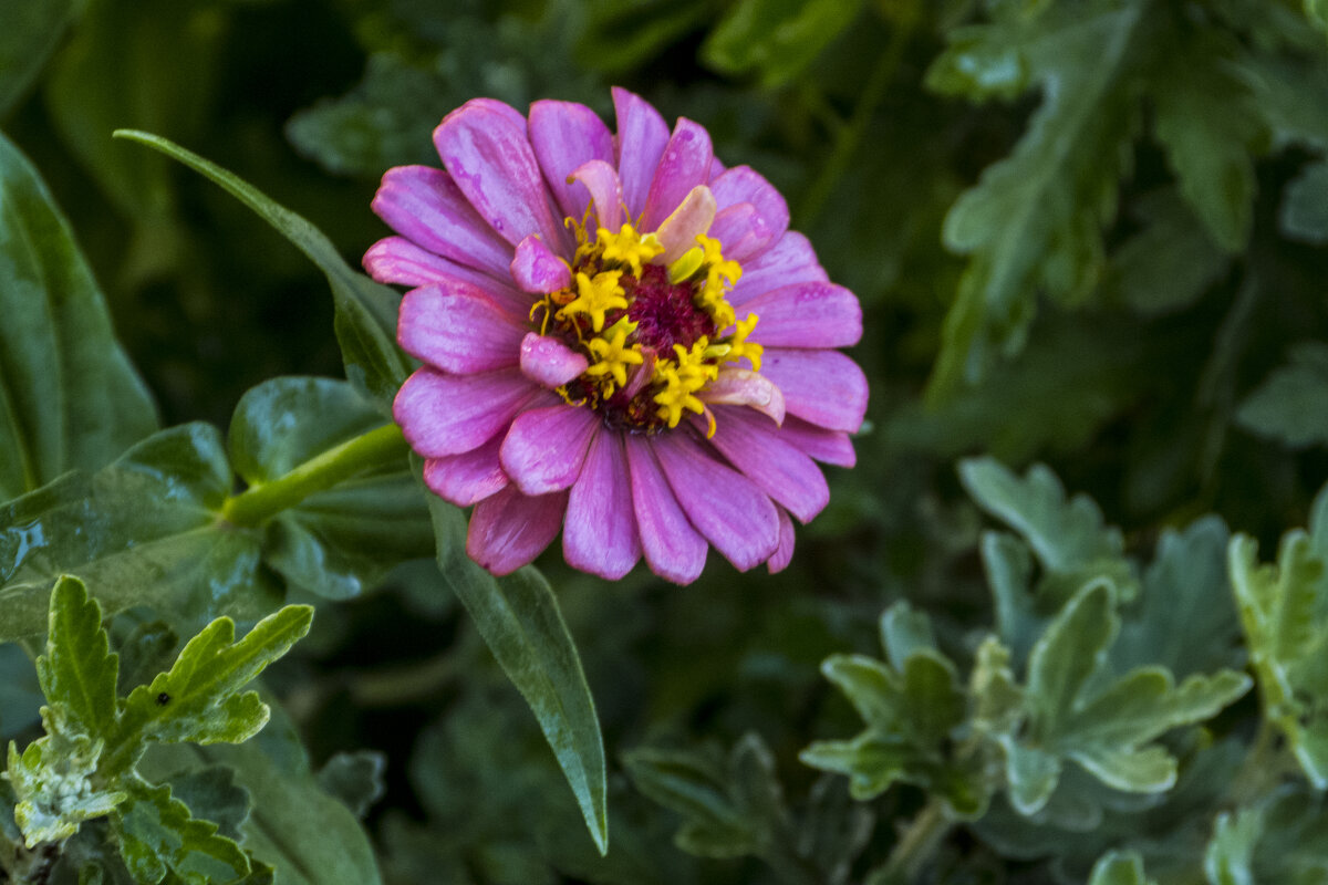 Циния  розовая - Валентин Семчишин
