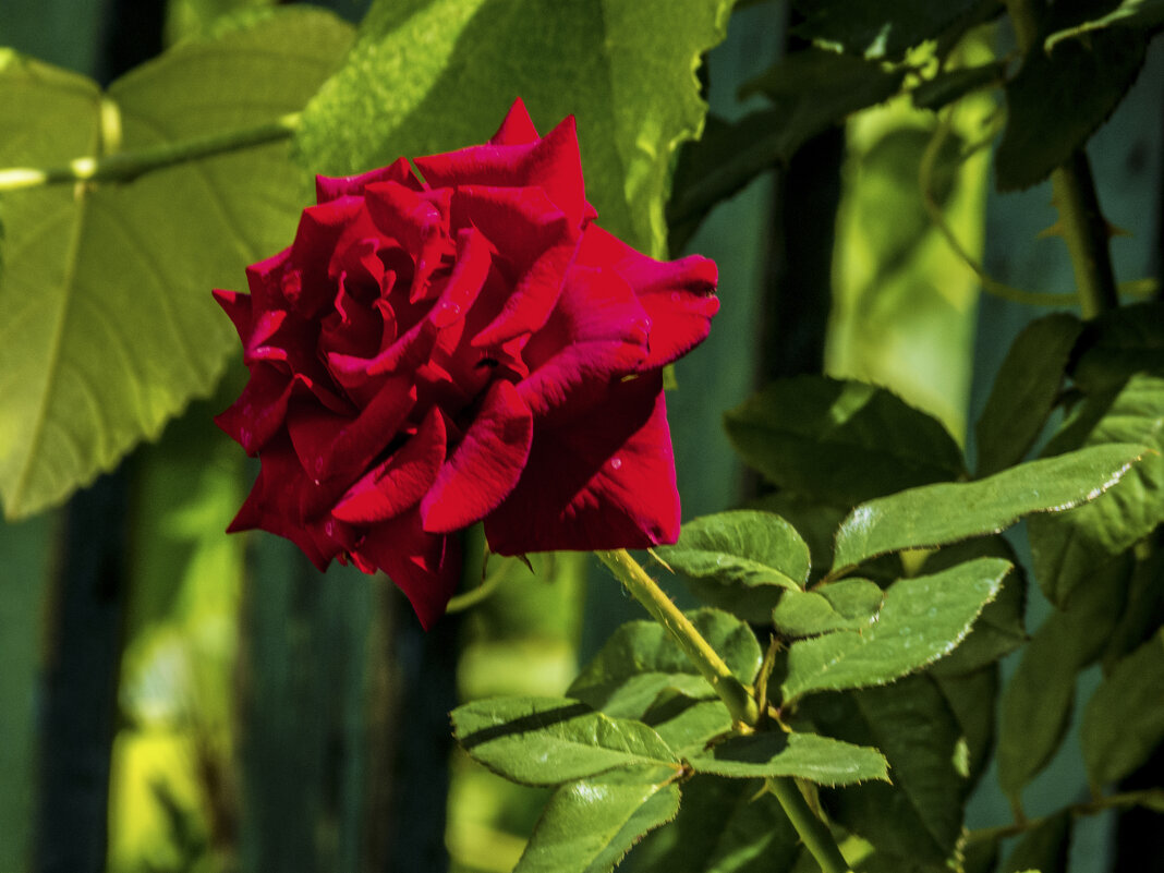 Алая  роза - Валентин Семчишин