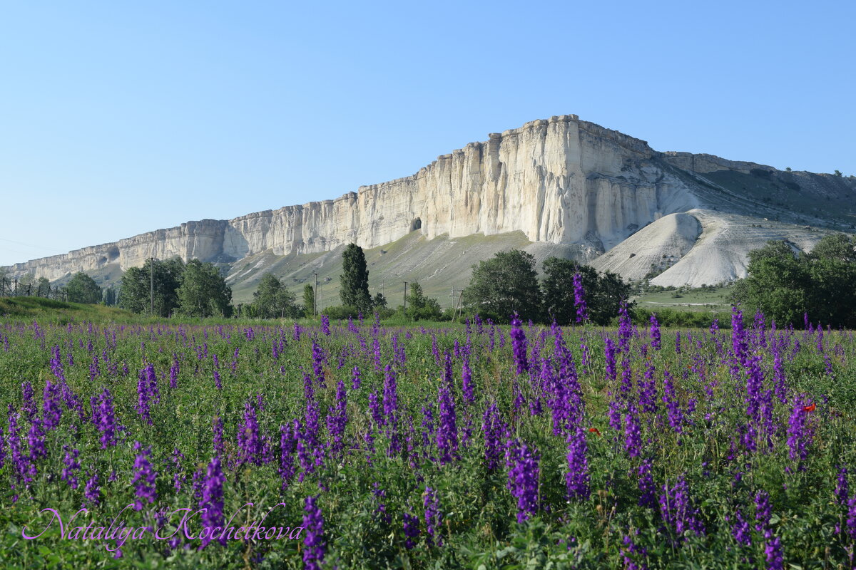 Природа Крыма - Amazing Cosmea