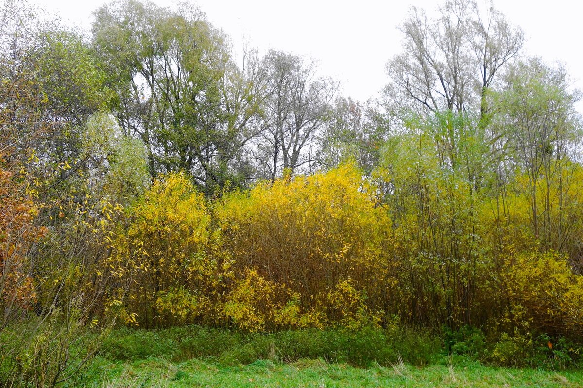 Ашманн парк, Калининград - Рита Симонова
