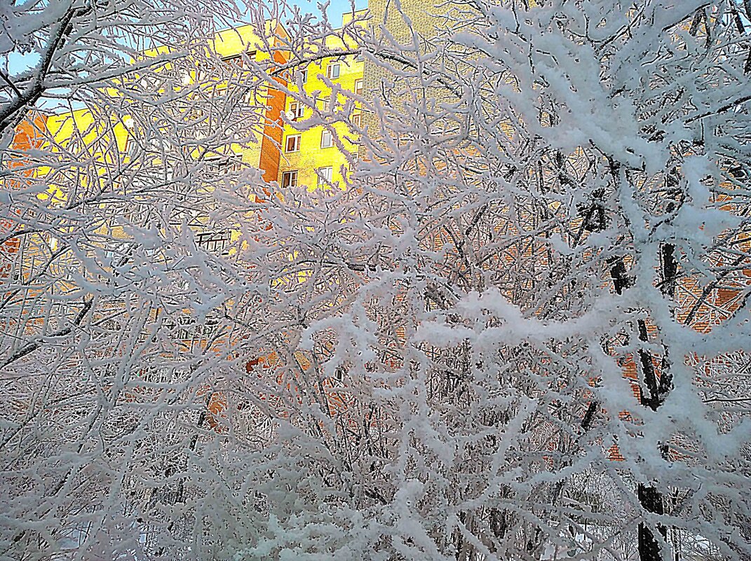 Морозным,снежным днем - Елена Семигина