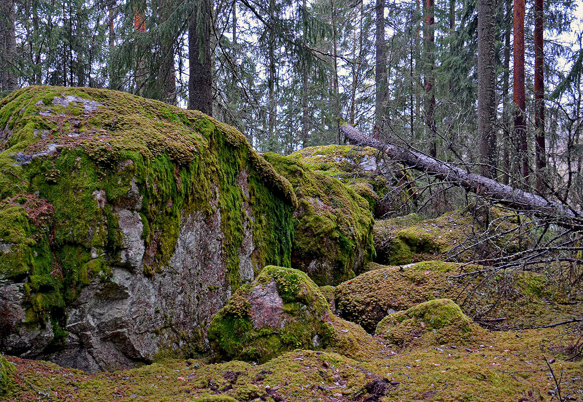 В шведских лесах - Alexandеr P