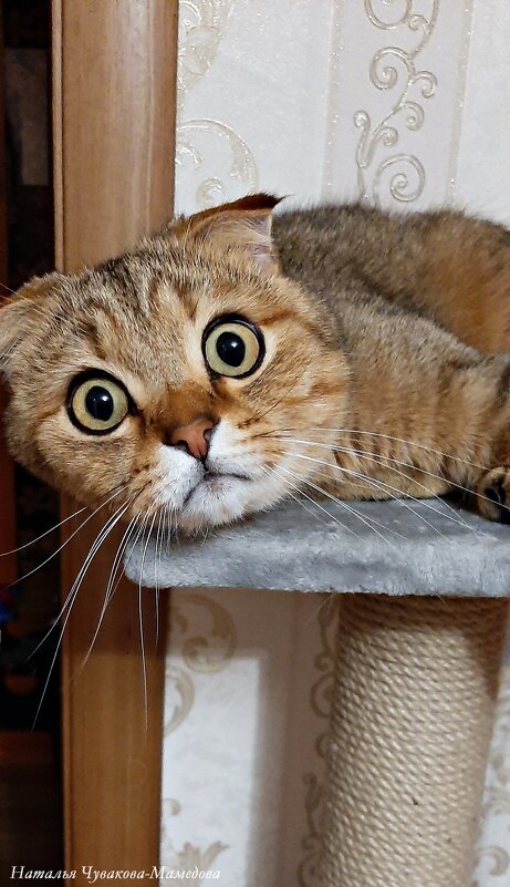 Взгляд, после крепкого поцелую. - Ната57 Наталья Мамедова