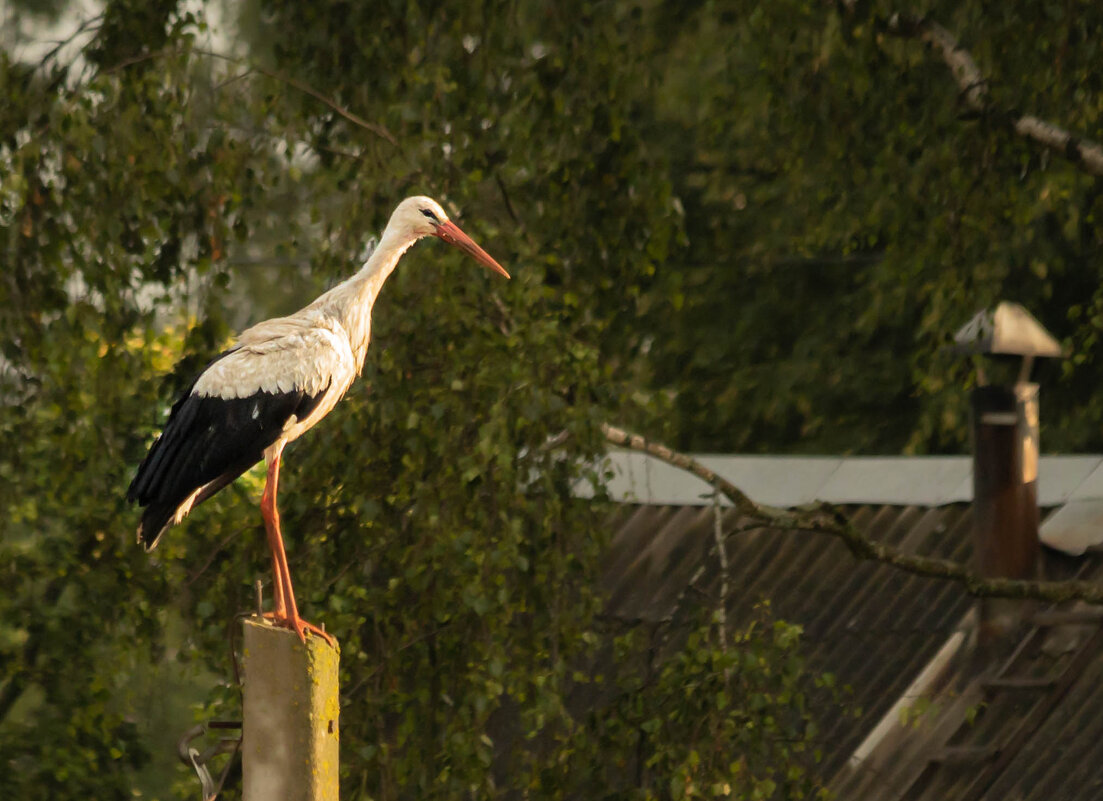 Аист - Екатерина Счасная