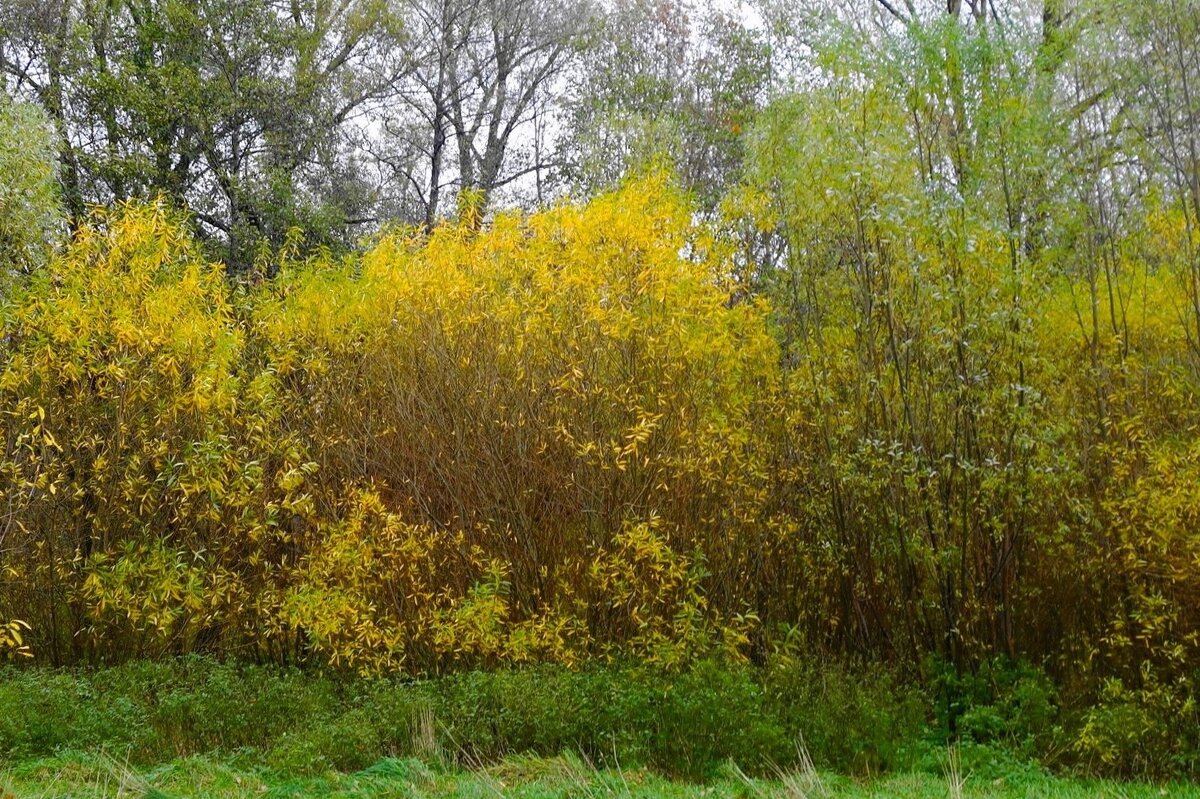 Ашманн парк, Калининград - Рита Симонова Ашманн парк, Калининград - Рита Симонова