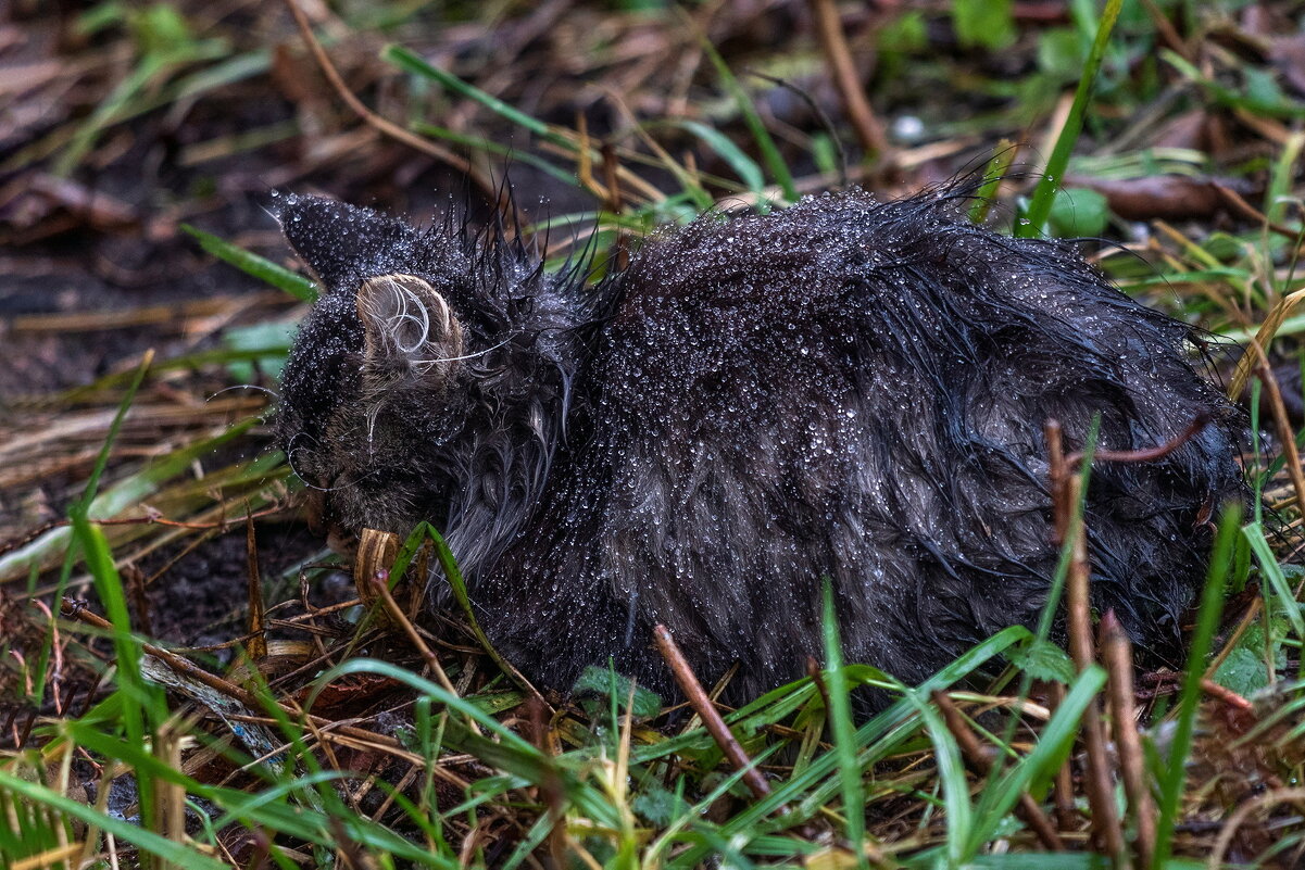 Если у Вас нету дома. - Анатолий. Chesnavik.