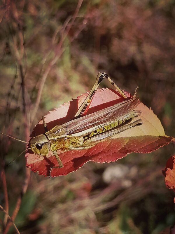 *** - Зоя Мишина