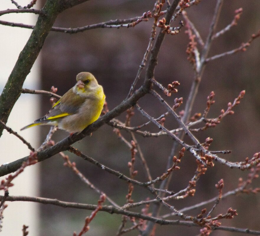 Зеленушка... на дубе. - Юрий Куликов