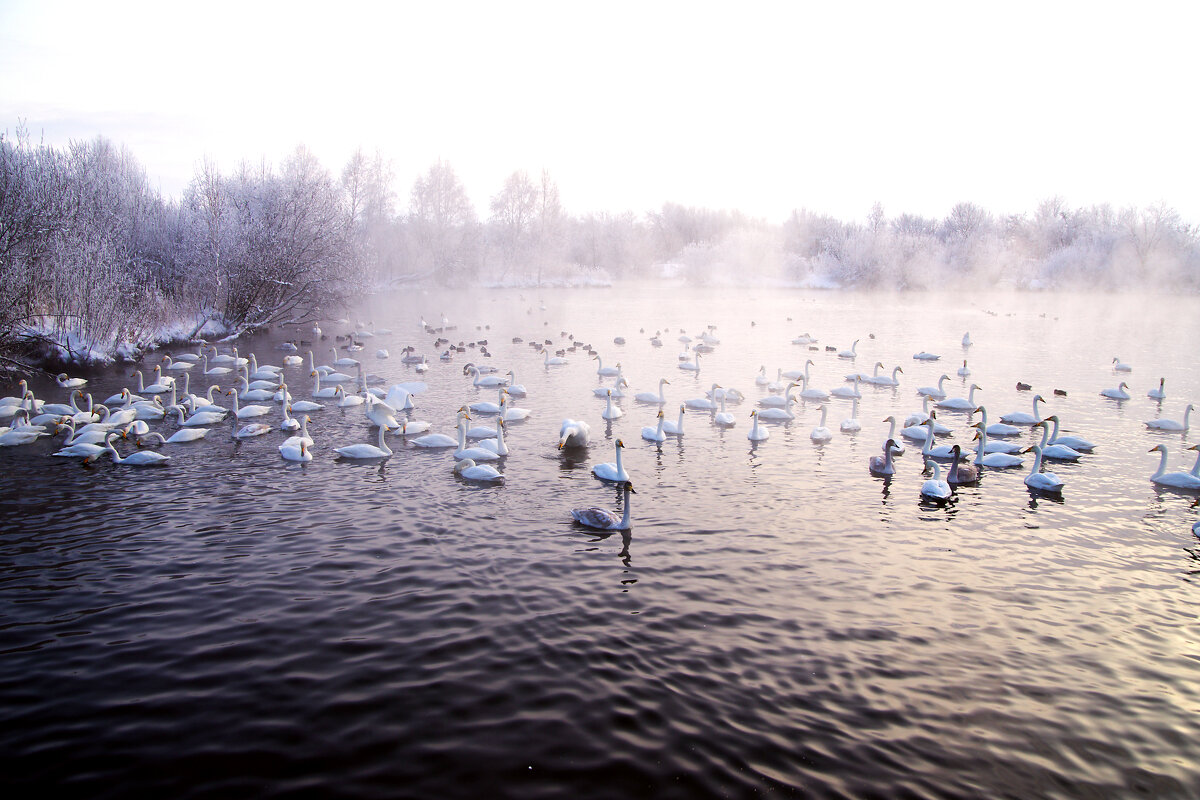 Гуси-лебеди - Вячеслав Алтай
