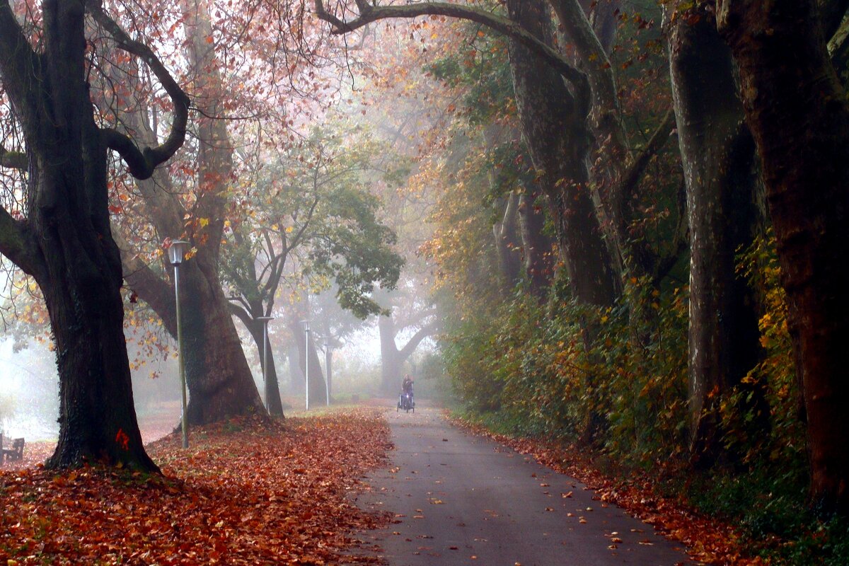 Туманная аллея - Юрий. Шмаков