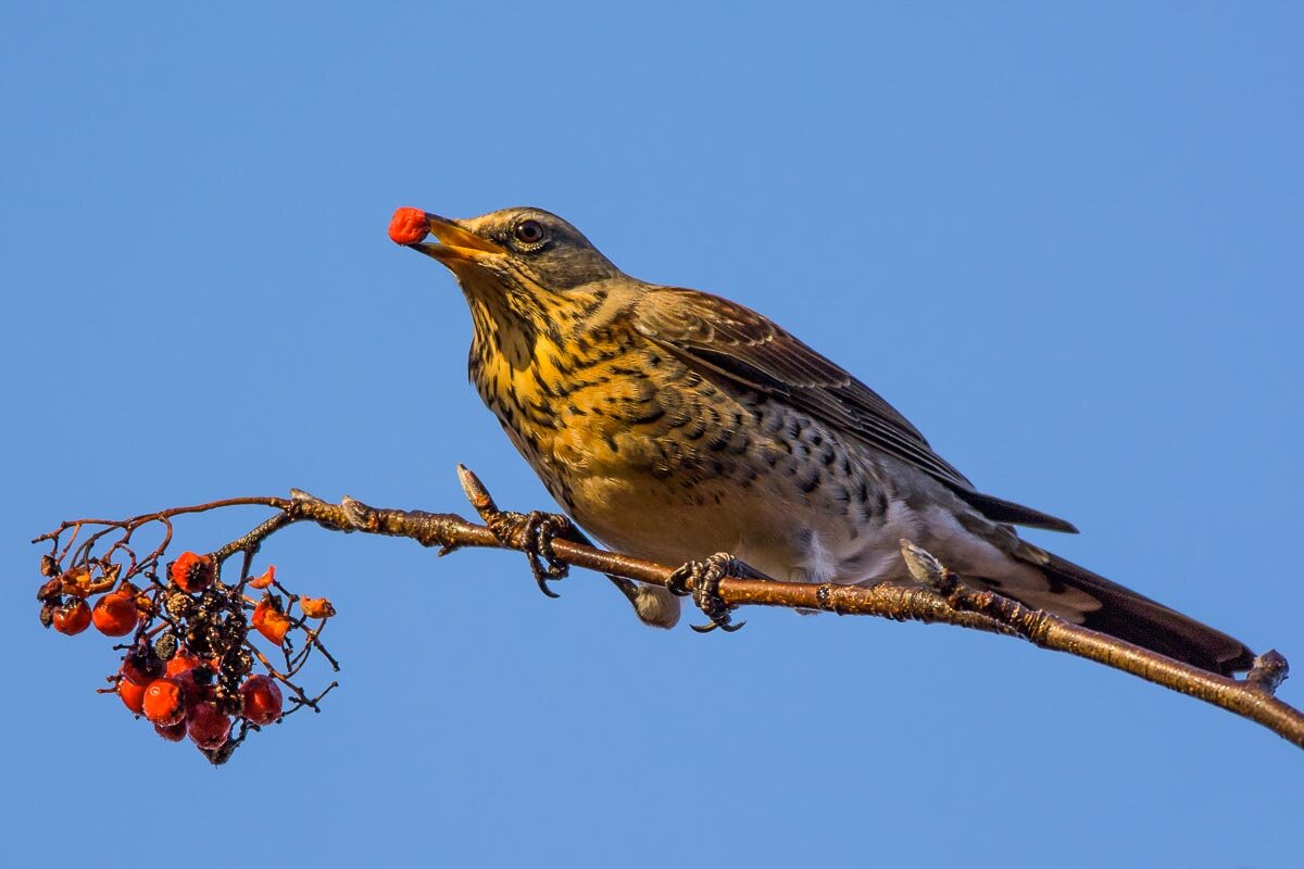 Дрозд рябинник. - Nik Lovec