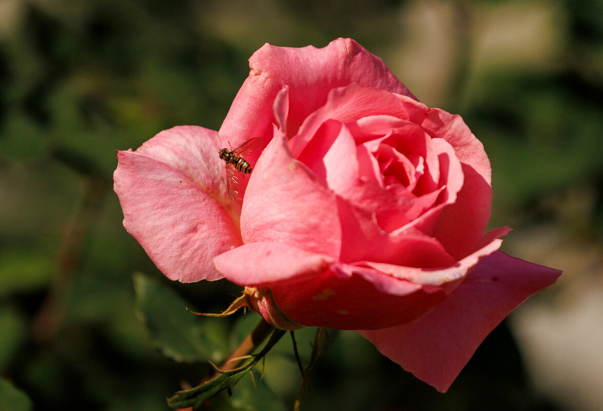 А у нас в декабре - Светлана Тихонина