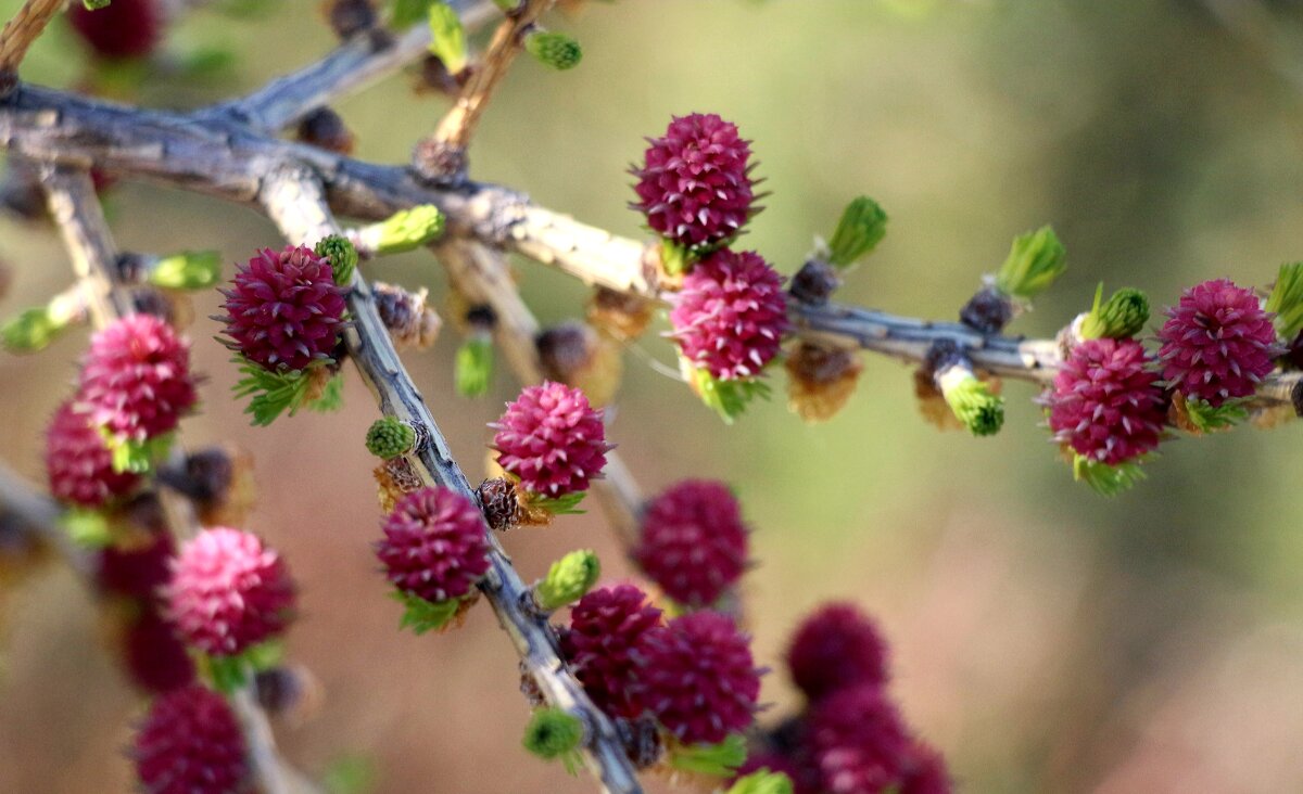 Весна 2025. Май - Наталья Герасимова Весна 2025. Май - Наталья Герасимова