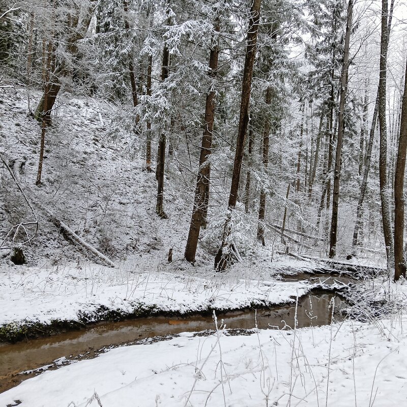 снег ручей деревья - Владимир 