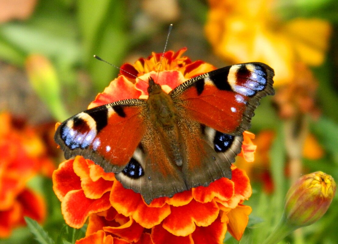 ОКТЯБРЬ.ПАВЛИНИЙ  ГЛАЗ. - Галина 