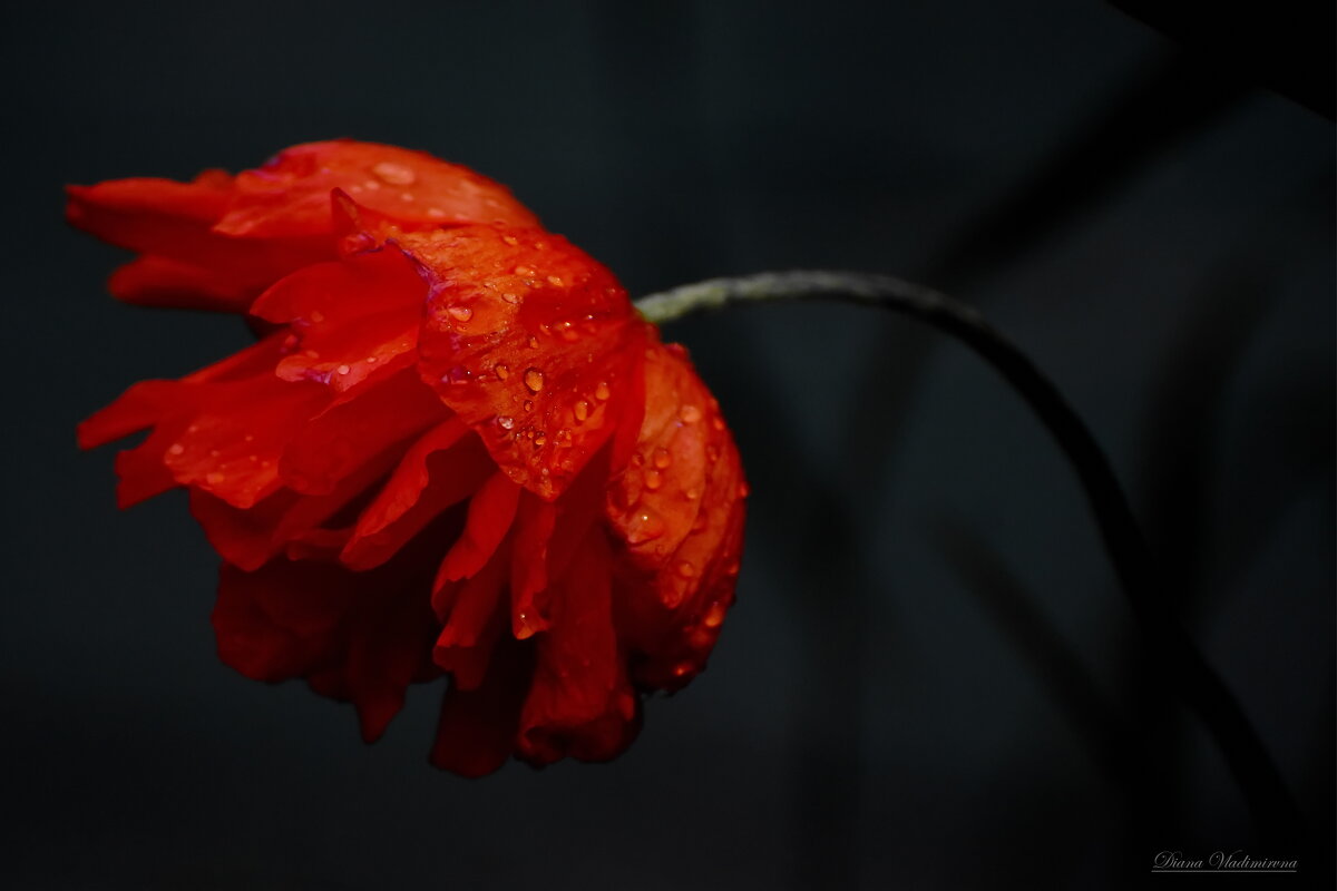 КАПЛИ. - DianaVladimirovna 