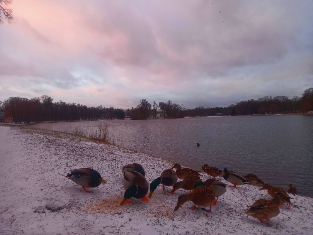 Утки - Сапсан 