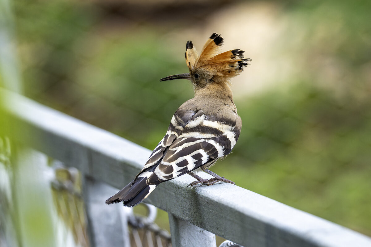 Удод. - Alexander Amromin