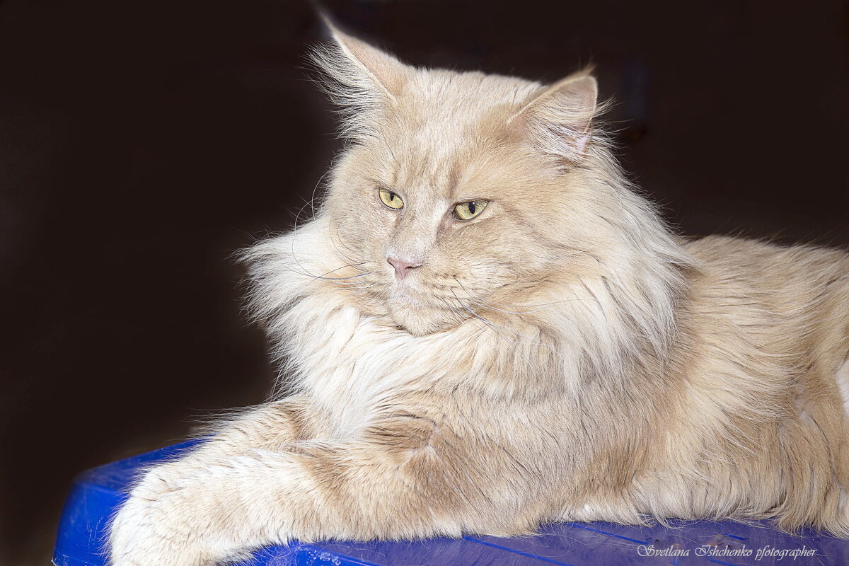 Мейн - кун кремовый - Светлана Ищенко