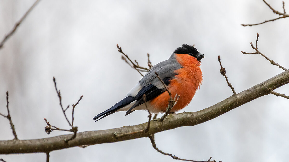 Снегирь - Владимир Лазарев