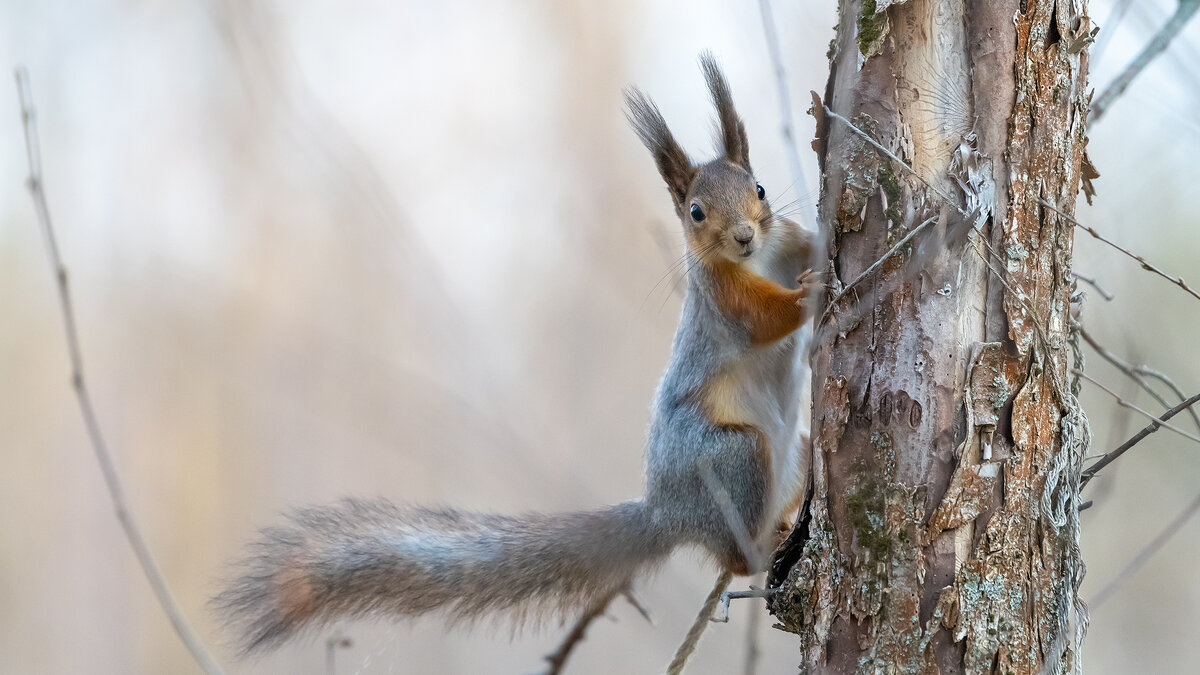 Белочка - Владимир Лазарев