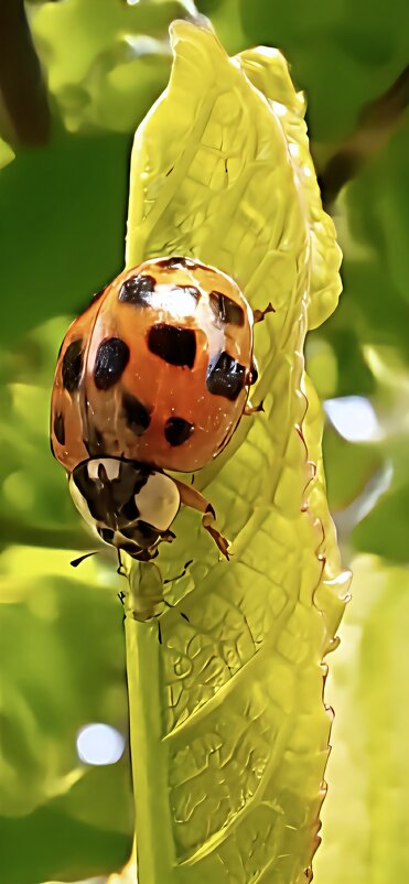 Божья коповка - Марина 