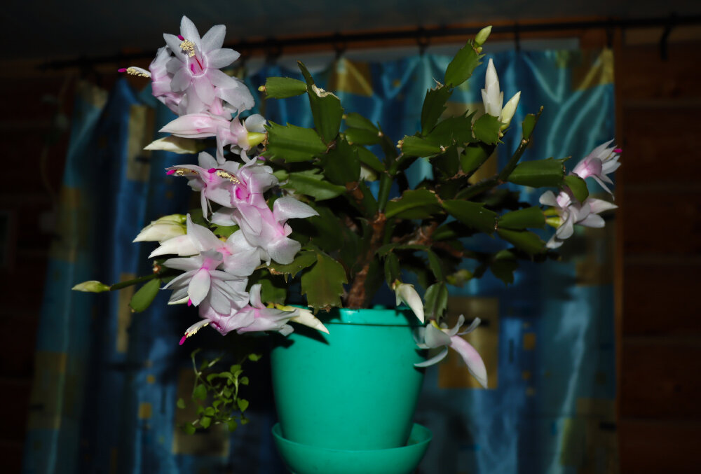 Цветение... - Галина Ильясова