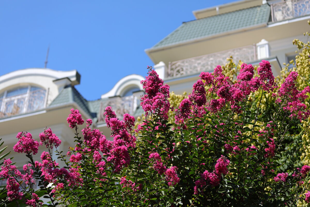 Цветы августа - Леонид 