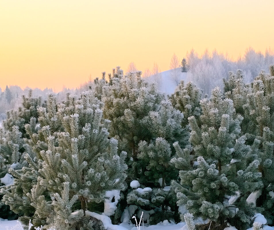 Иней. - Владимир Мигонькин