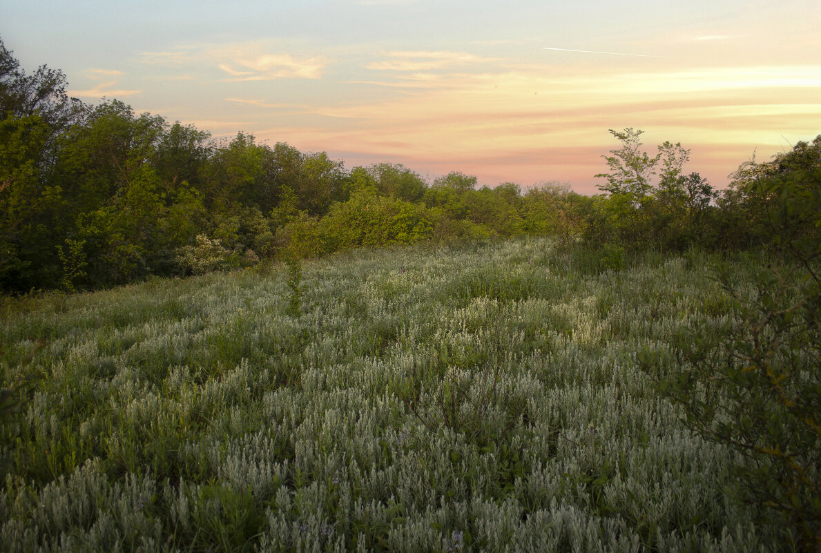 Поляна. - Александр. AVG100 ---