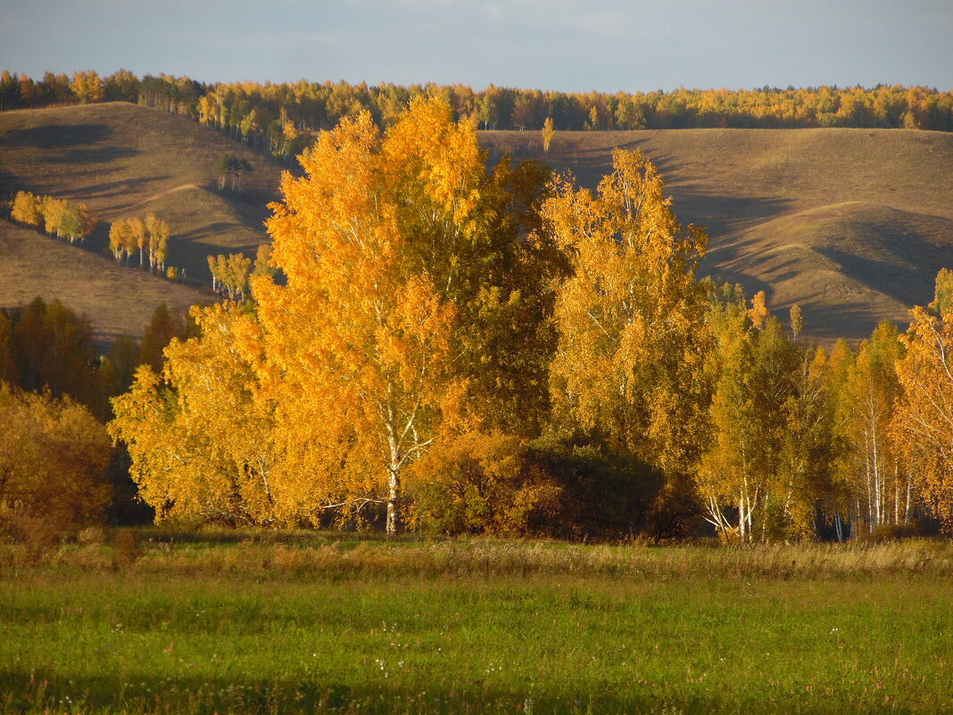 Золотится лес осенний. - nadyasilyuk Вознюк