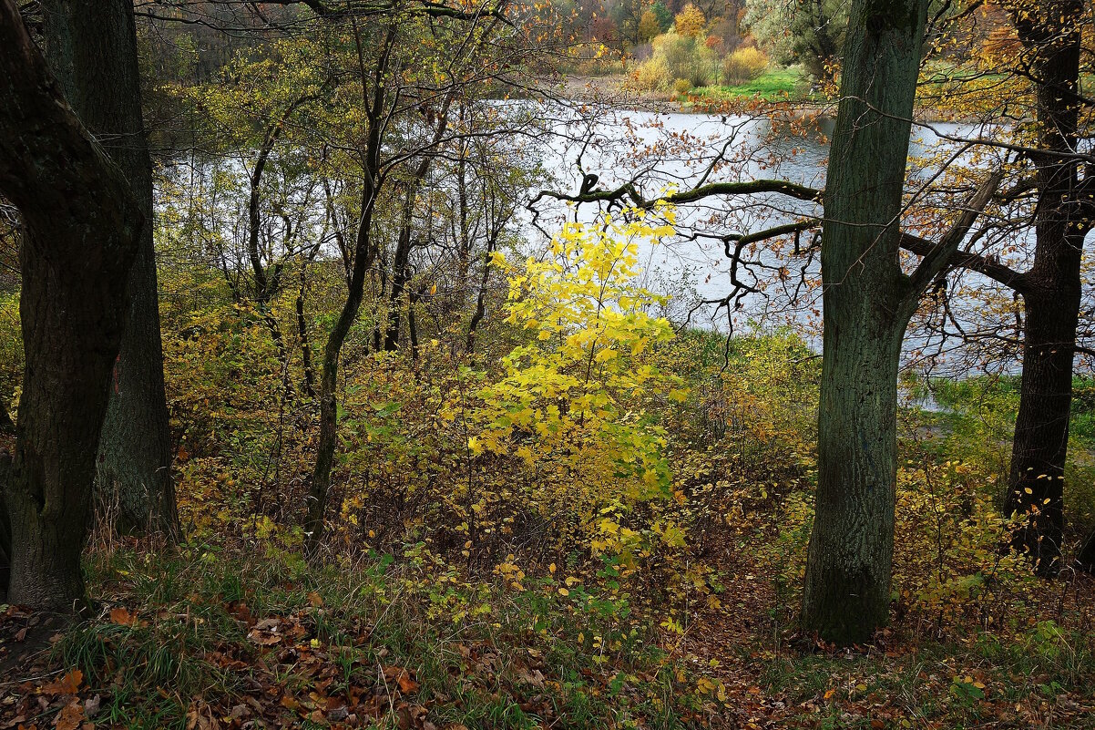 Ашманн парк, Калининград - Рита Симонова