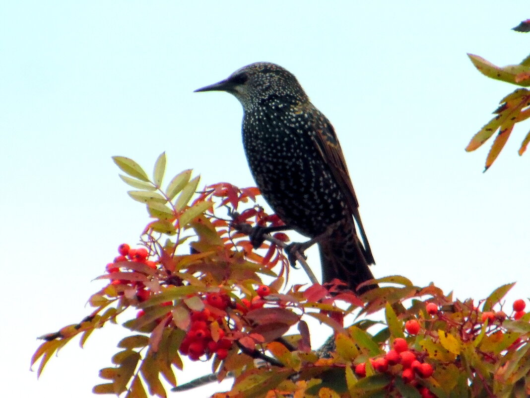 Скворушка. - nadyasilyuk Вознюк Скворушка. - nadyasilyuk Вознюк