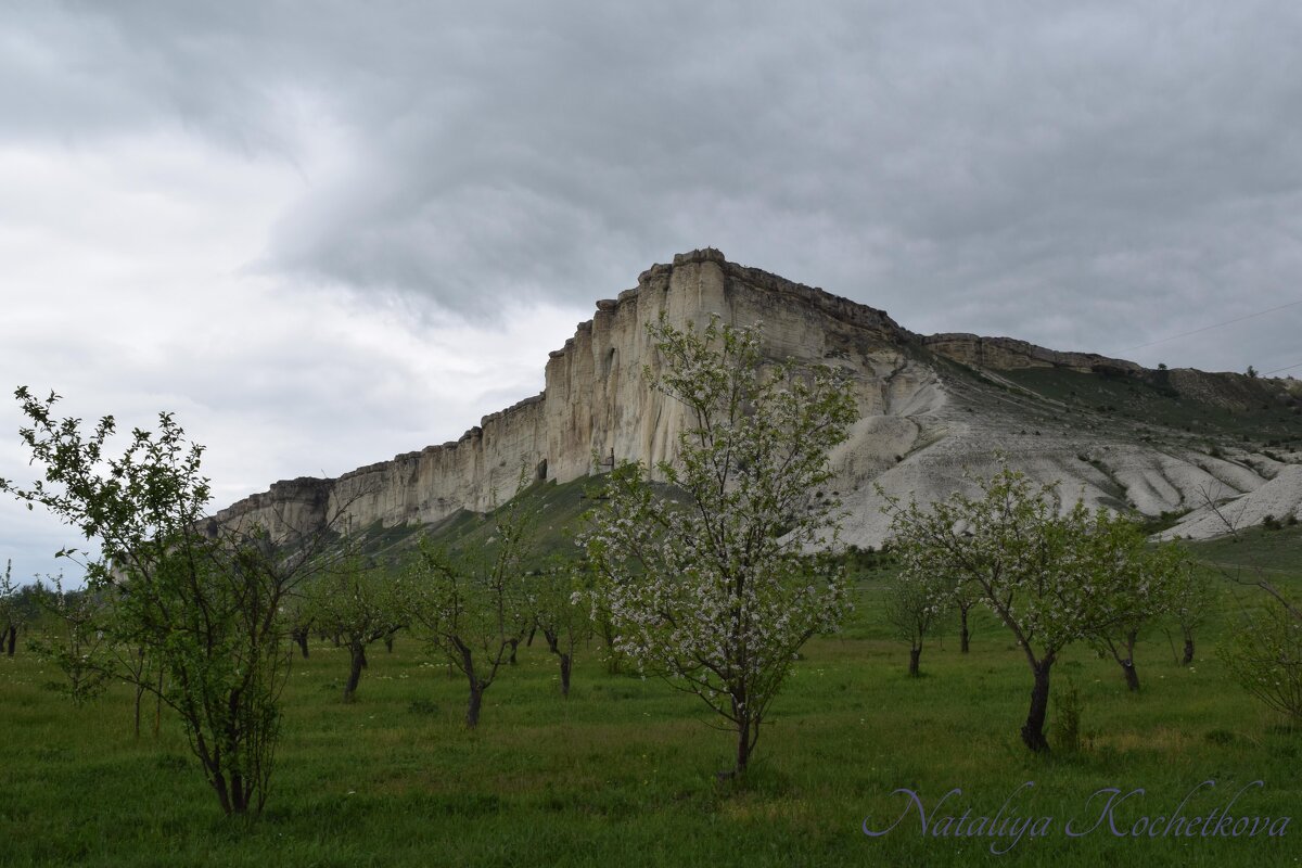Природа Крыма - Amazing Cosmea