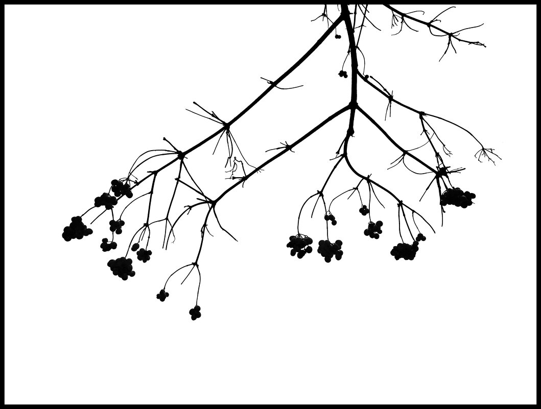 Ветка калины. - Михаил Малец