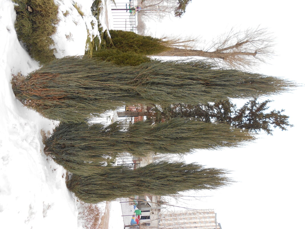 март - Елена Шаламова