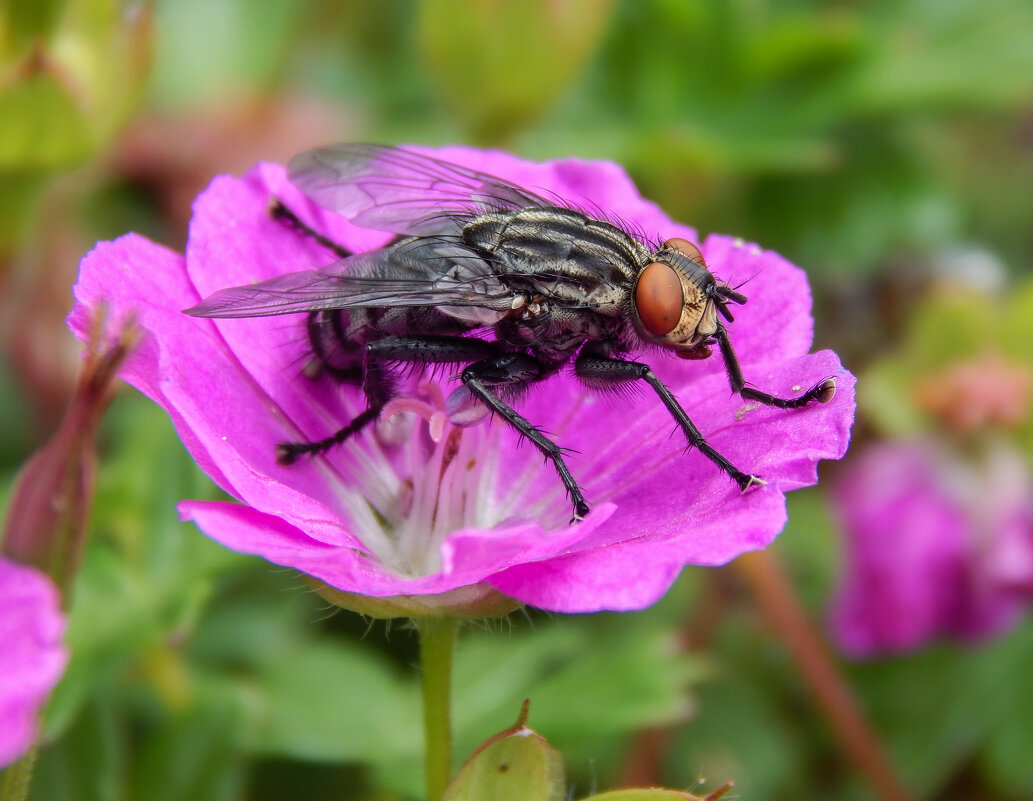 Релакс на цветке - Александр Ковальчук