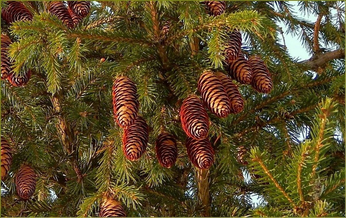 Шишки еловые - Валентина Надсон