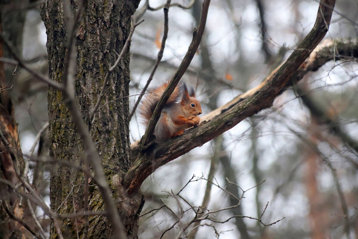 В парке - Андрей Л. В.