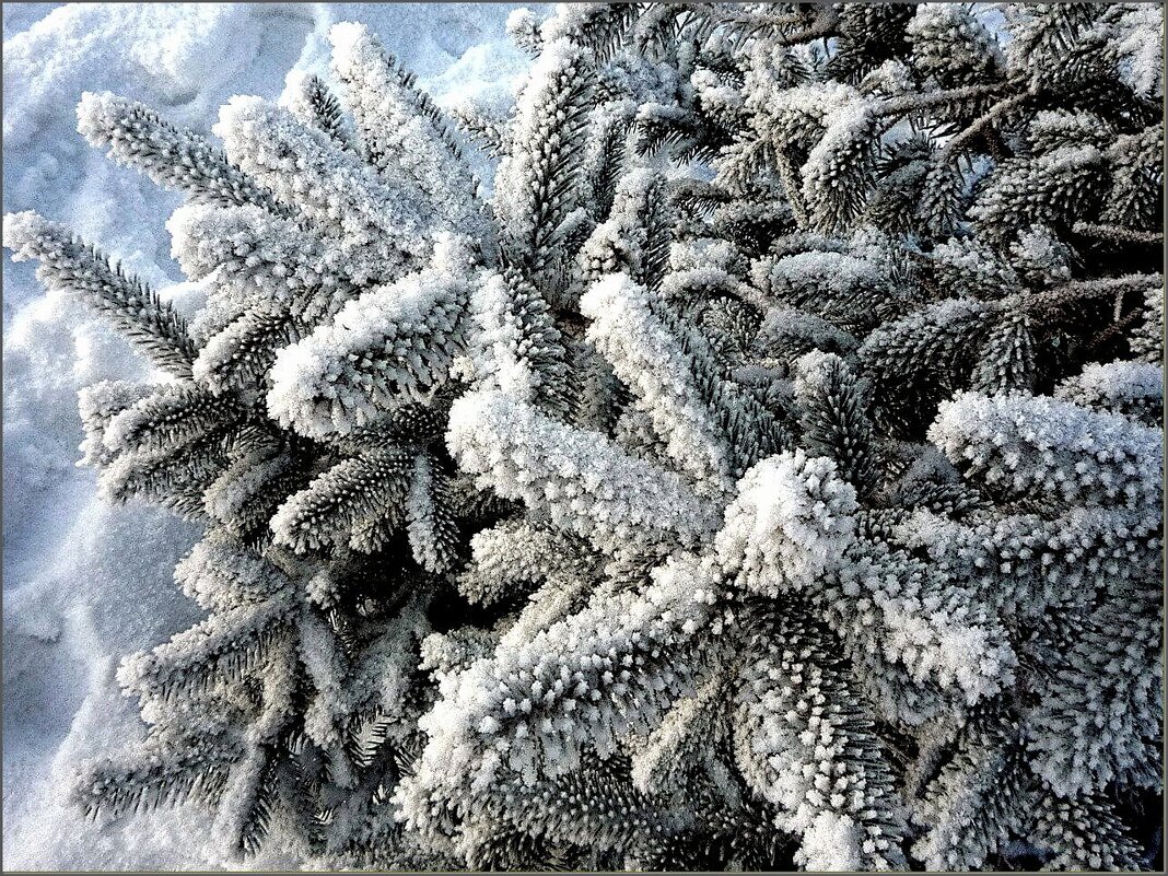 Пушистые лапки ... - Валентина Надсон