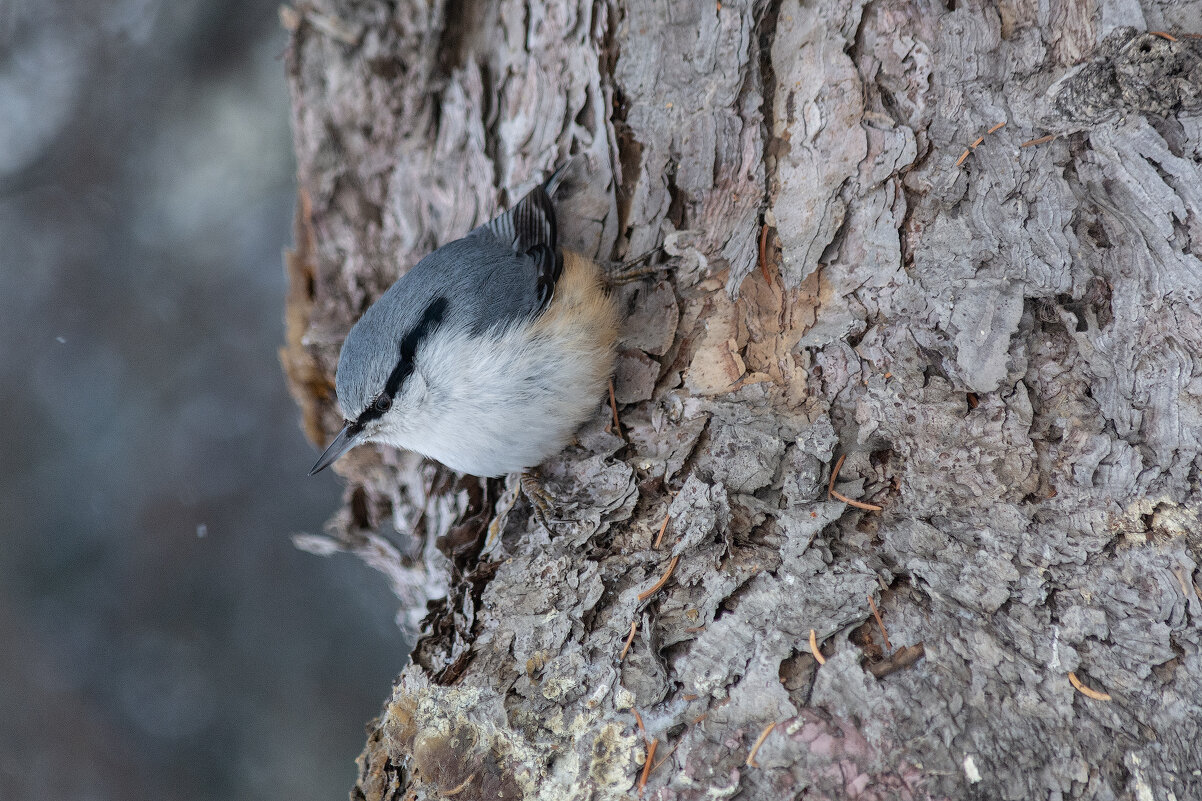 Поползень - Виктор Иванович Чернюк