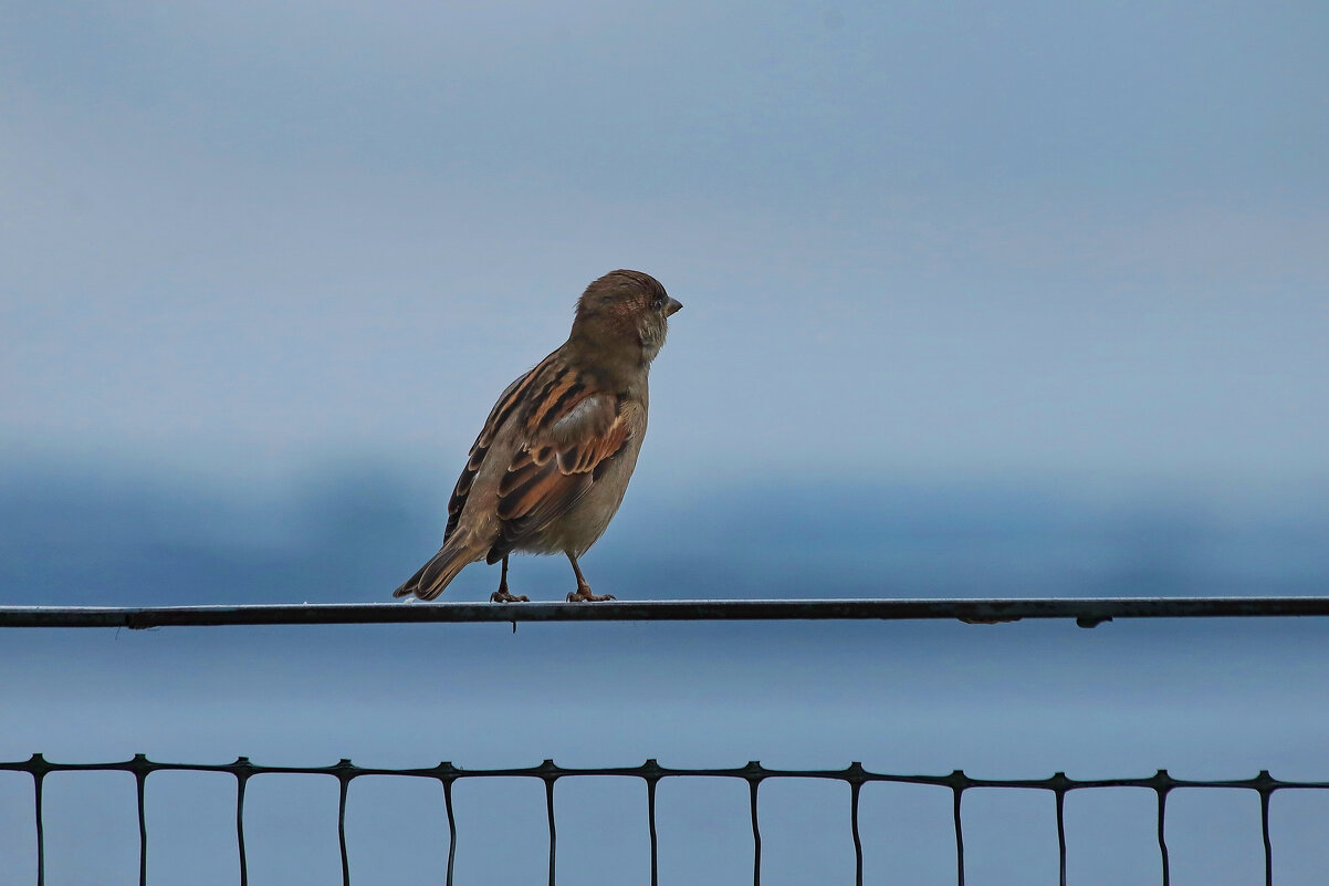 Куда ж ты, милый? - Татьяна Бравая
