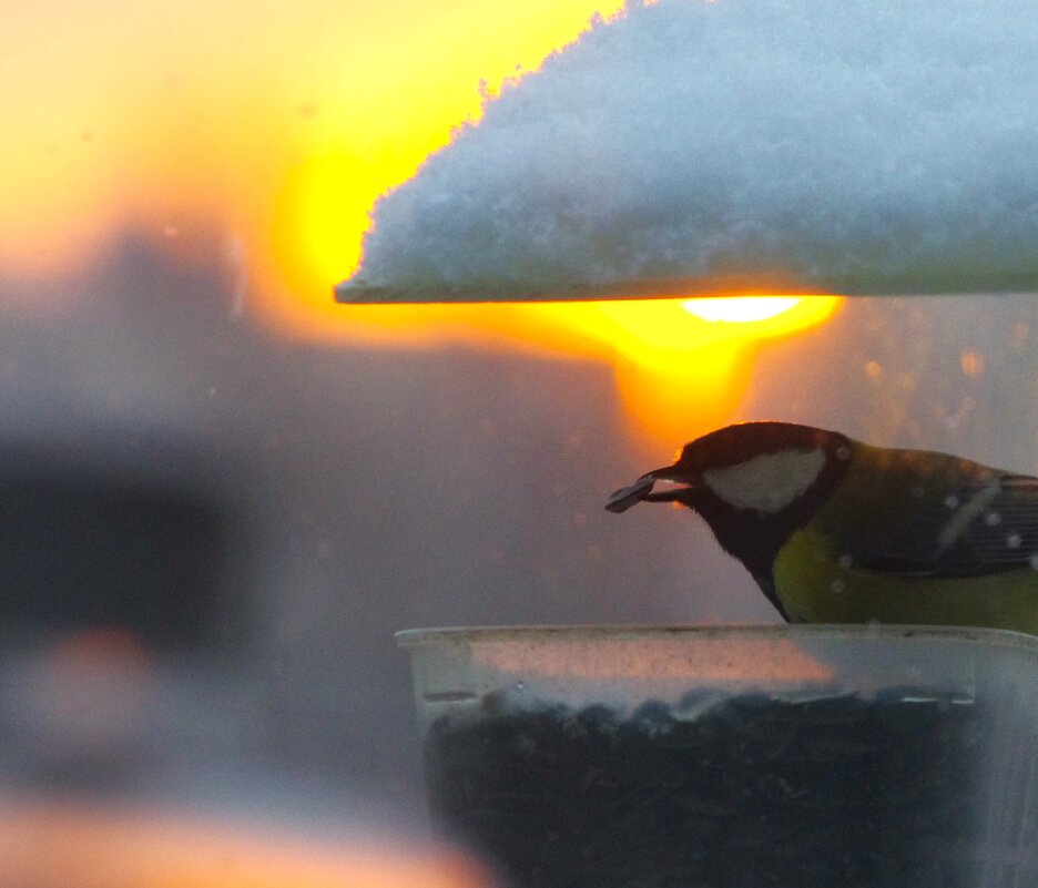 Семечки !.. - Юрий Куликов Семечки !.. - Юрий Куликов