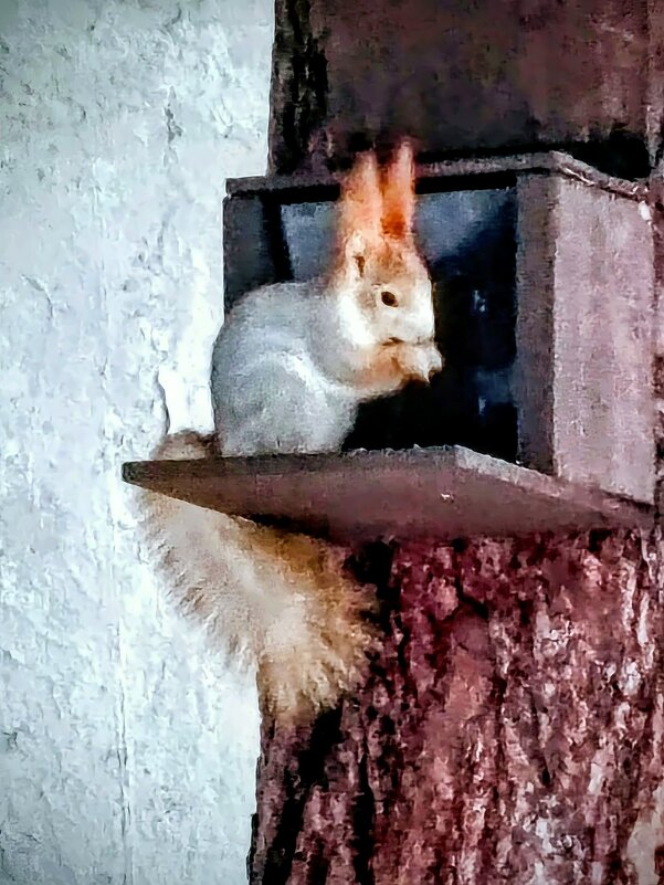 Белка. - Михаил Столяров