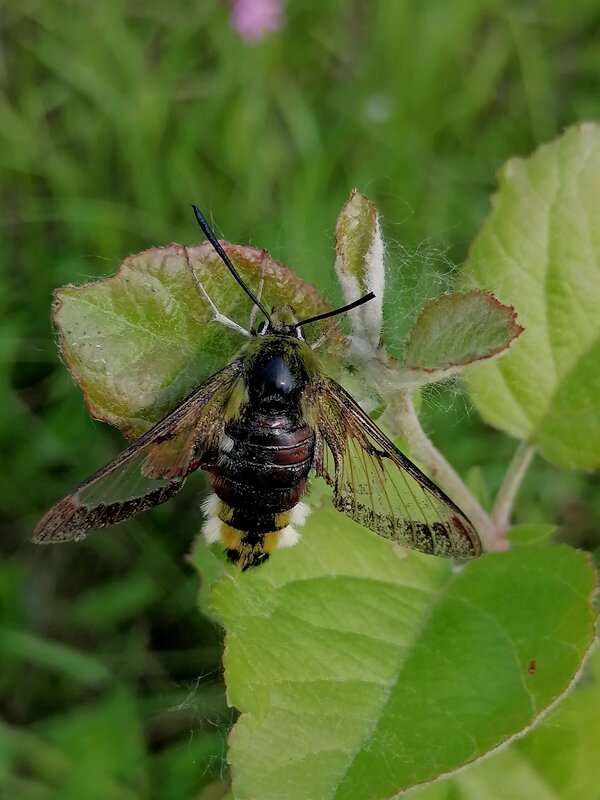 *** - Зоя Мишина