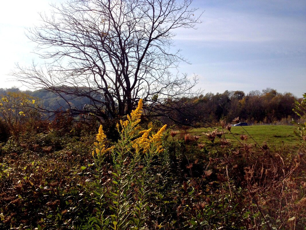 Поляна по дороге на Орлиные скалы - Tata Wolf